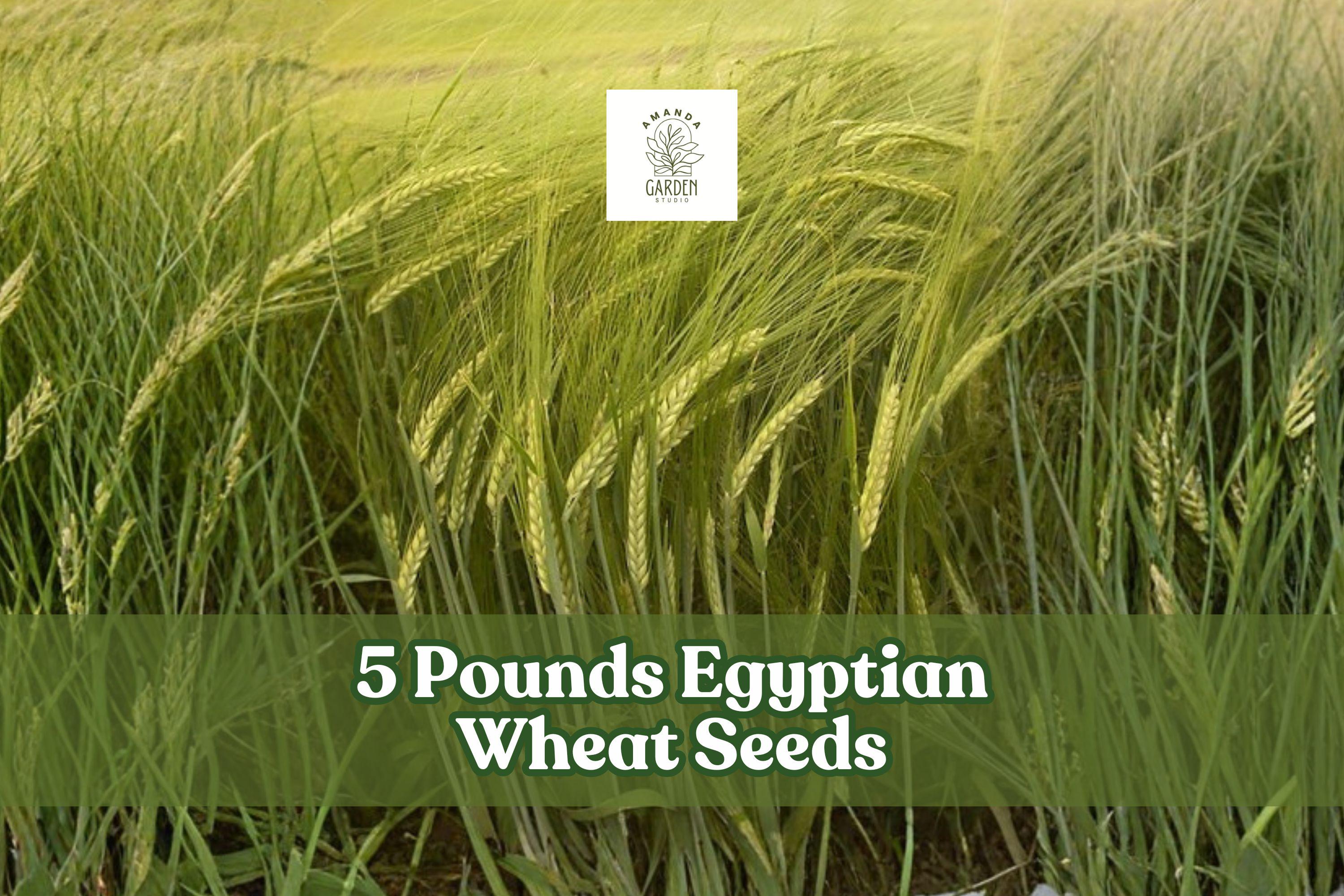1 Pound Egyptian Wheat Seeds – Tall Sorghum bicolor for Wildlife Cover, Privacy Screen, Cover Crop