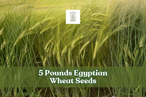 1 Pound Egyptian Wheat Seeds – Tall Sorghum bicolor for Wildlife Cover, Privacy Screen, Cover Crop