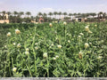 Berseem Clover Seeds – Egyptian Trifolium alexandrinum Forage Cover Crop Nitrogen Fixing Annual