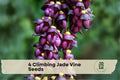 4 Climbing Jade Vine Seeds Mucuna sempervirens Exotic Purple Black Flowering Climber for Trellises & Greenhouses