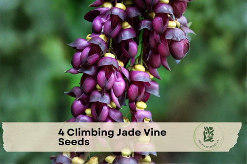 4 Climbing Jade Vine Seeds Mucuna sempervirens Exotic Purple Black Flowering Climber for Trellises & Greenhouses
