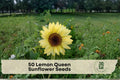 Lemon Queen Sunflower Seeds, Helianthus annuus, 50+ Soft Lemon Yellow Blooms, Pollinator-Friendly, Tall Annual Flower
