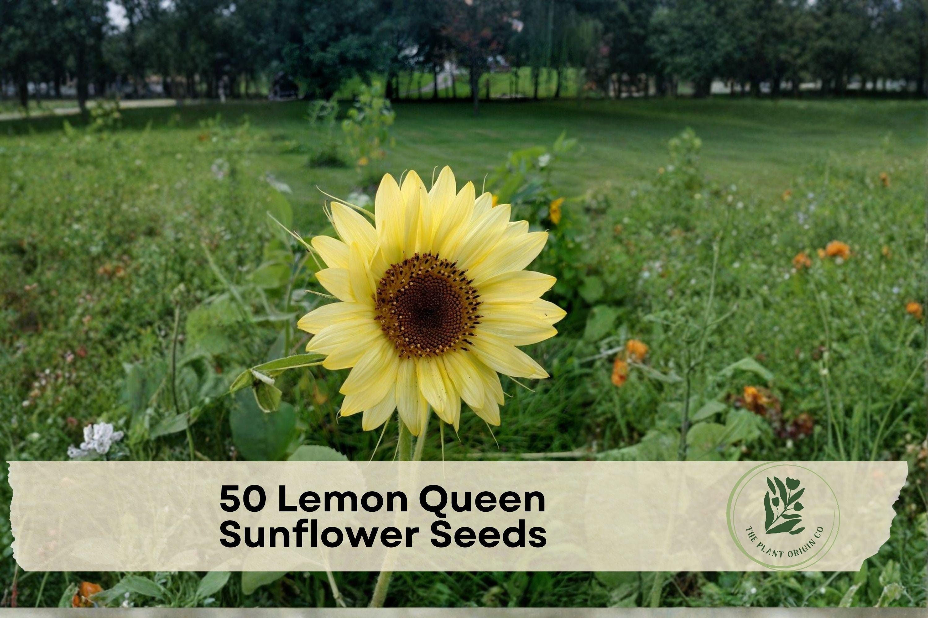 Lemon Queen Sunflower Seeds, Helianthus annuus, 50+ Soft Lemon Yellow Blooms, Pollinator-Friendly, Tall Annual Flower