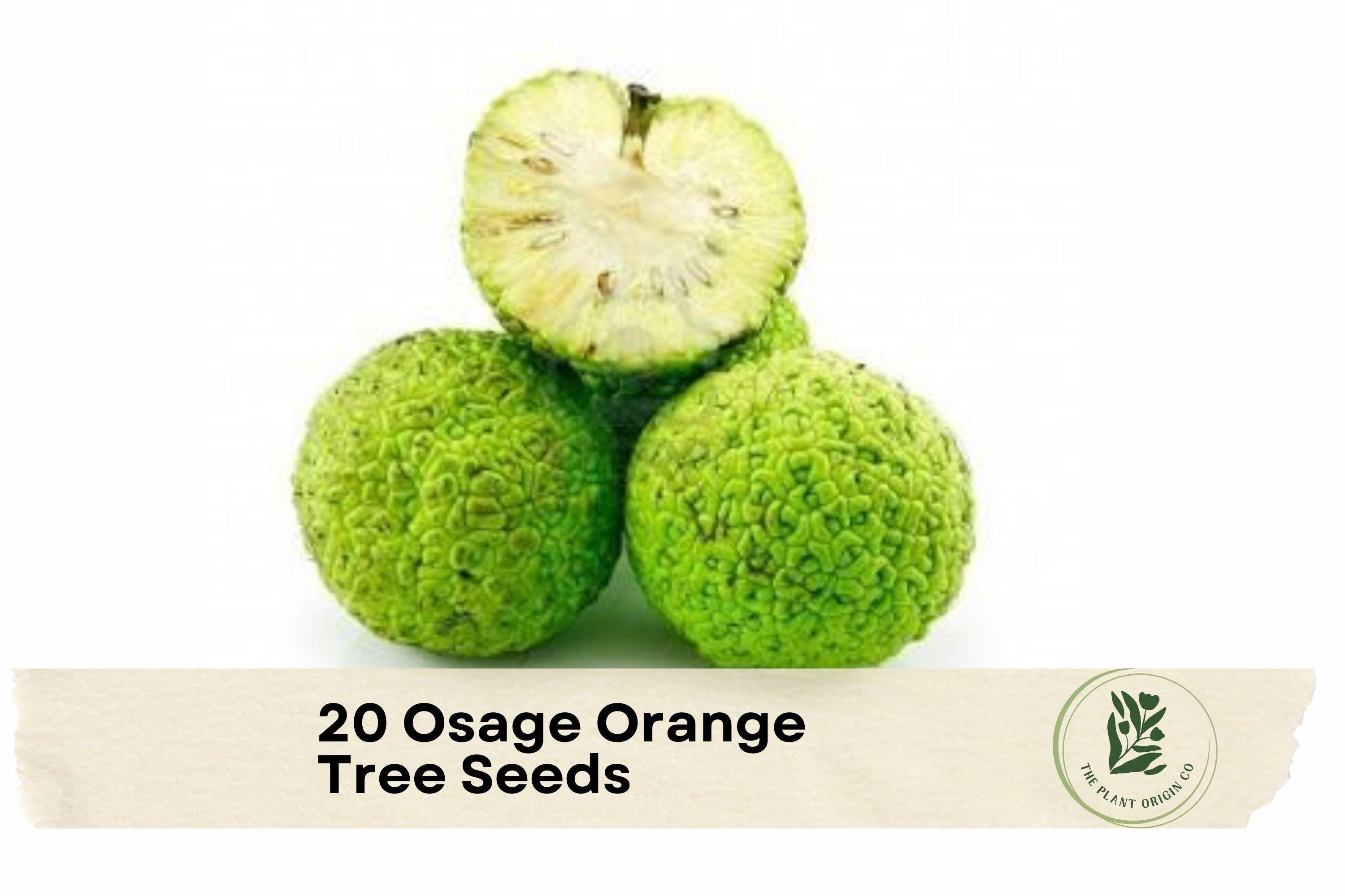 Osage Orange Tree Seeds - 20 Maclura pomifera Hedge Apple Seeds for Landscaping, Windbreaks, Wildlife Habitats