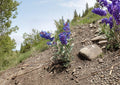 Penstemon Nitidus Seeds – 50 Native Wildflower Seeds for Purple Blue Blooms, Drought Tolerant, Pollinator Friendly, Perennial Plant