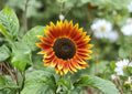 Sunflower Seeds Autumn Beauty – Fall Colors, Pollinator Friendly, Large Blooms, 50 Seeds