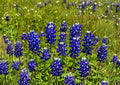 Texas Bluebonnet Seeds – 50 Native Wildflower Seeds for Spring Blooms, Lupinus texensis, Pollinator Friendly, Native Meadow Plant
