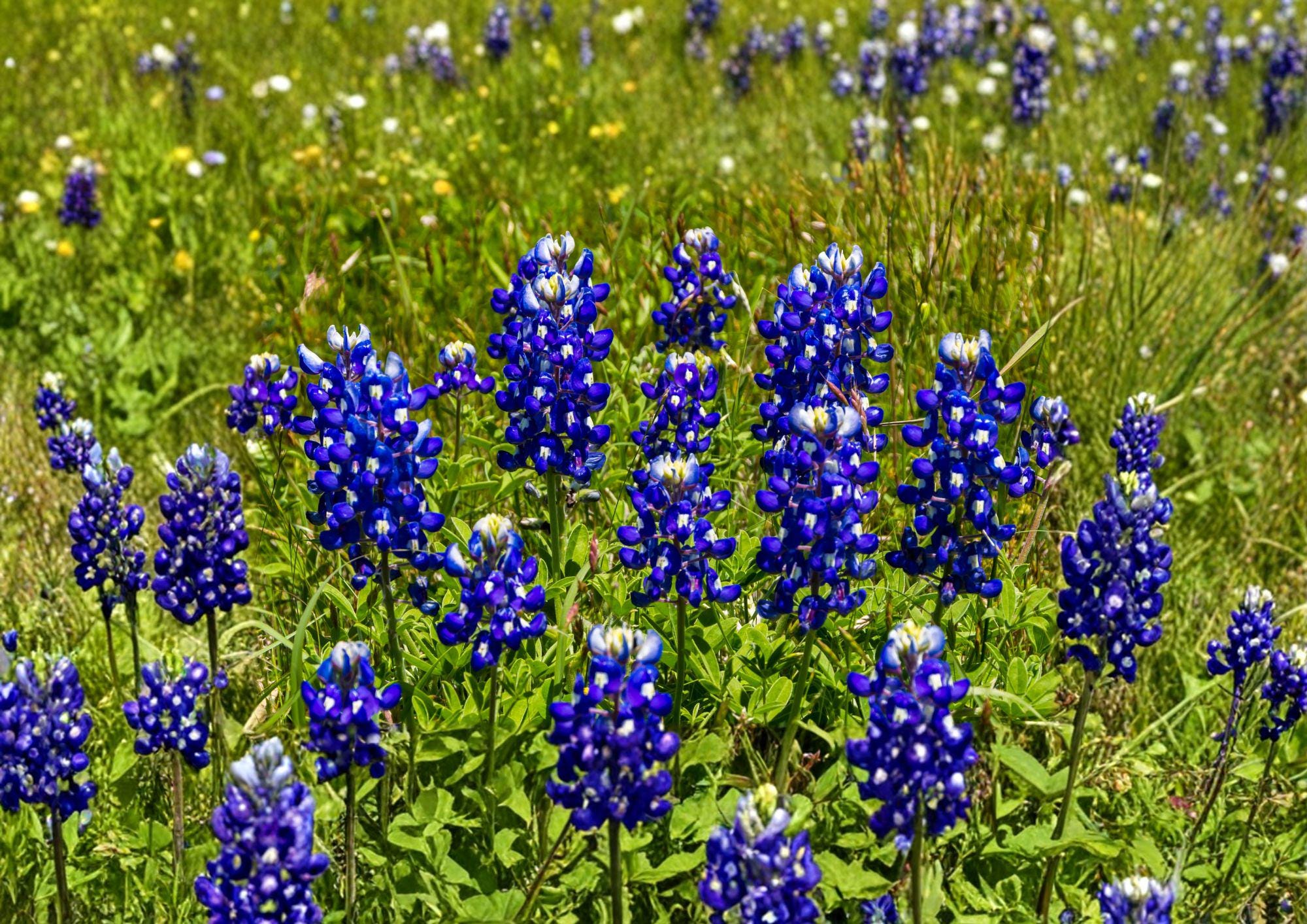 Texas Bluebonnet Seeds – 50 Native Wildflower Seeds for Spring Blooms, Lupinus texensis, Pollinator Friendly, Native Meadow Plant
