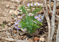 Aromatic Aster Seeds – 100 Native Purple Fall Wildflower Seeds for Pollinator Gardens – Symphyotrichum oblongifolium