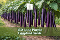 Long Purple Eggplant Seeds – Heirloom Solanum melongena, 150 Seeds for Garden, Container, Warm-Season Vegetable