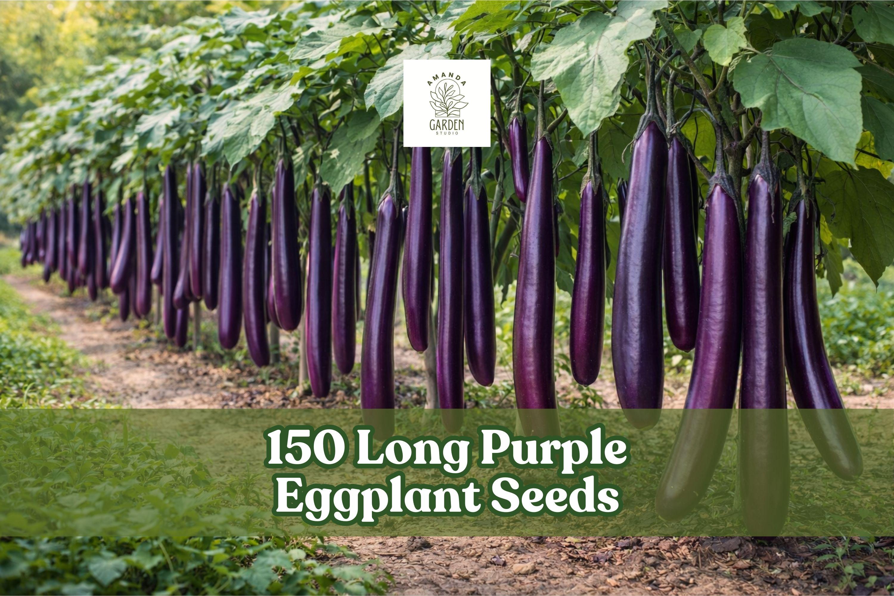 Long Purple Eggplant Seeds – Heirloom Solanum melongena, 150 Seeds for Garden, Container, Warm-Season Vegetable
