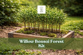 Willow Bonsai Forest Kit – 15 Cuttings in 8-Inch Pot, Deciduous Salix Species for Miniature Bonsai Display