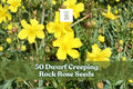 Dwarf Creeping Rock Rose Seeds – Fumana procumbens, Low Ground Cover, Yellow Flowers, Drought-Tolerant Perennial for Rock Gardens