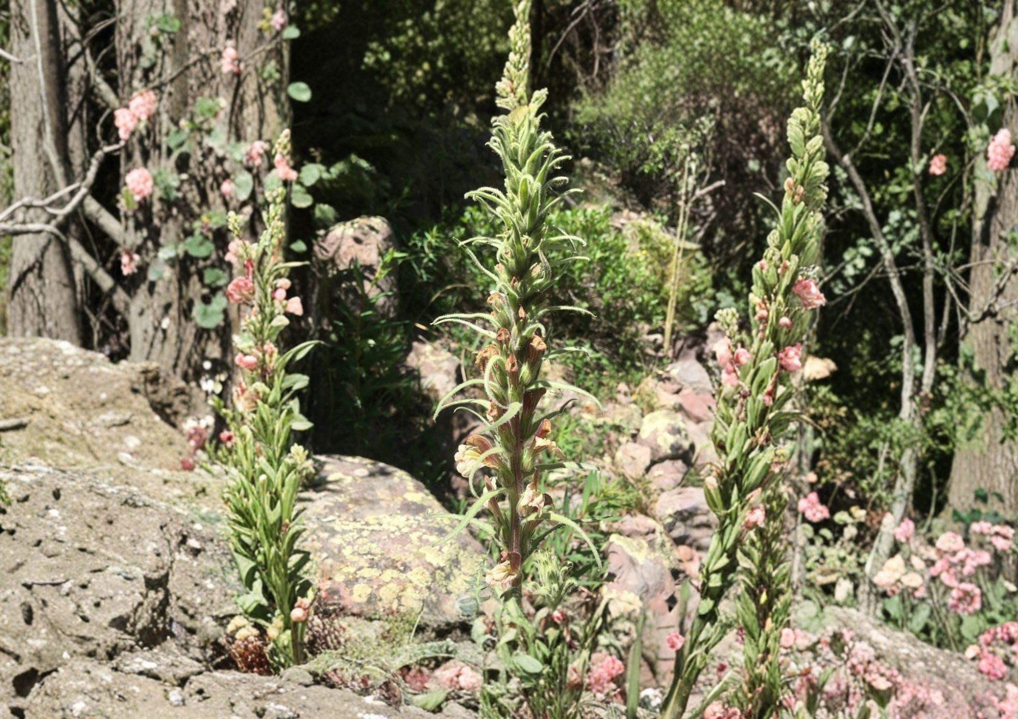 Giant Lousewort Seeds – Native Yellow Wildflower, Pollinator Plant, Pedicularis procera, 100 Seeds