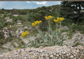 Tall Blacktip Ragwort Seeds - Native Mountain Wildflower, Hardy Pollinator Perennial, Senecio atratus, Bright Yellow Daisy-Like Blooms