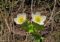 American Globeflower Seeds – Trollius laxus Native Pollinator Wildflower, Creamy White Globe Blooms, 50 Seeds