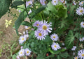 Smooth Blue Aster Seeds – Native Prairie Wildflower, Lavender Blue Daisy, Symphyotrichum laeve, Drought Tolerant, Pollinator-Friendly, 100 Seeds