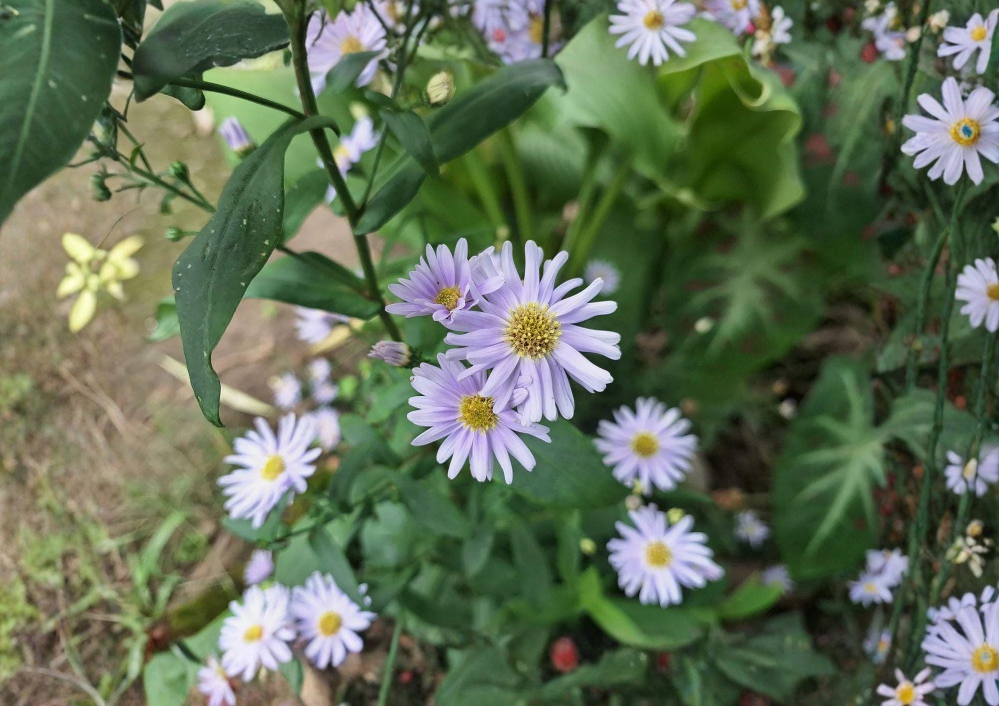 Smooth Blue Aster Seeds – Native Prairie Wildflower, Lavender Blue Daisy, Symphyotrichum laeve, Drought Tolerant, Pollinator-Friendly, 100 Seeds