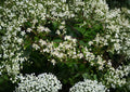 Native Virgin's Bower Clematis Seeds – White Fragrant Climbing Vine, Pollinator Friendly, 50 Seeds, Clematis virginiana
