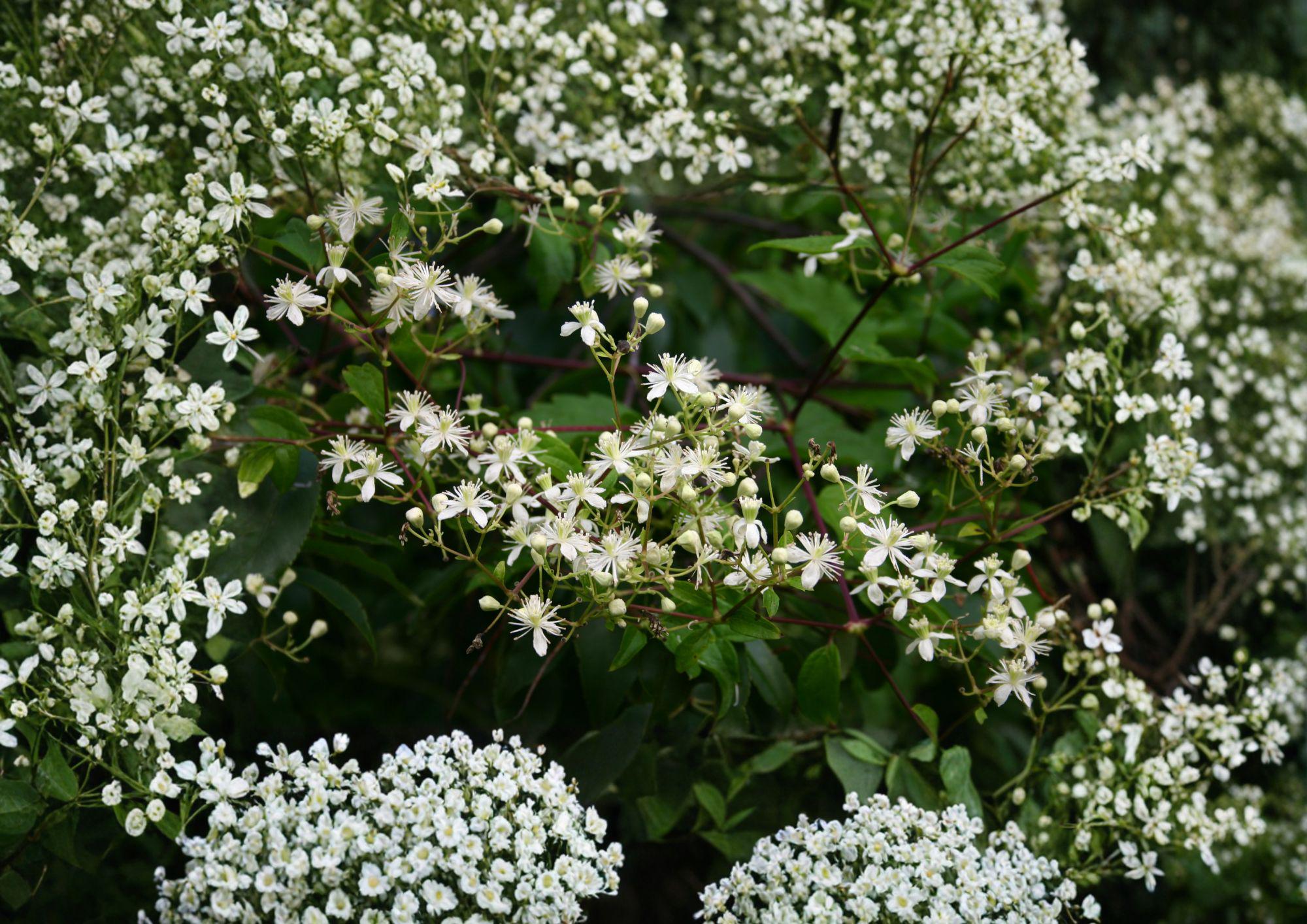 Native Virgin's Bower Clematis Seeds – White Fragrant Climbing Vine, Pollinator Friendly, 50 Seeds, Clematis virginiana