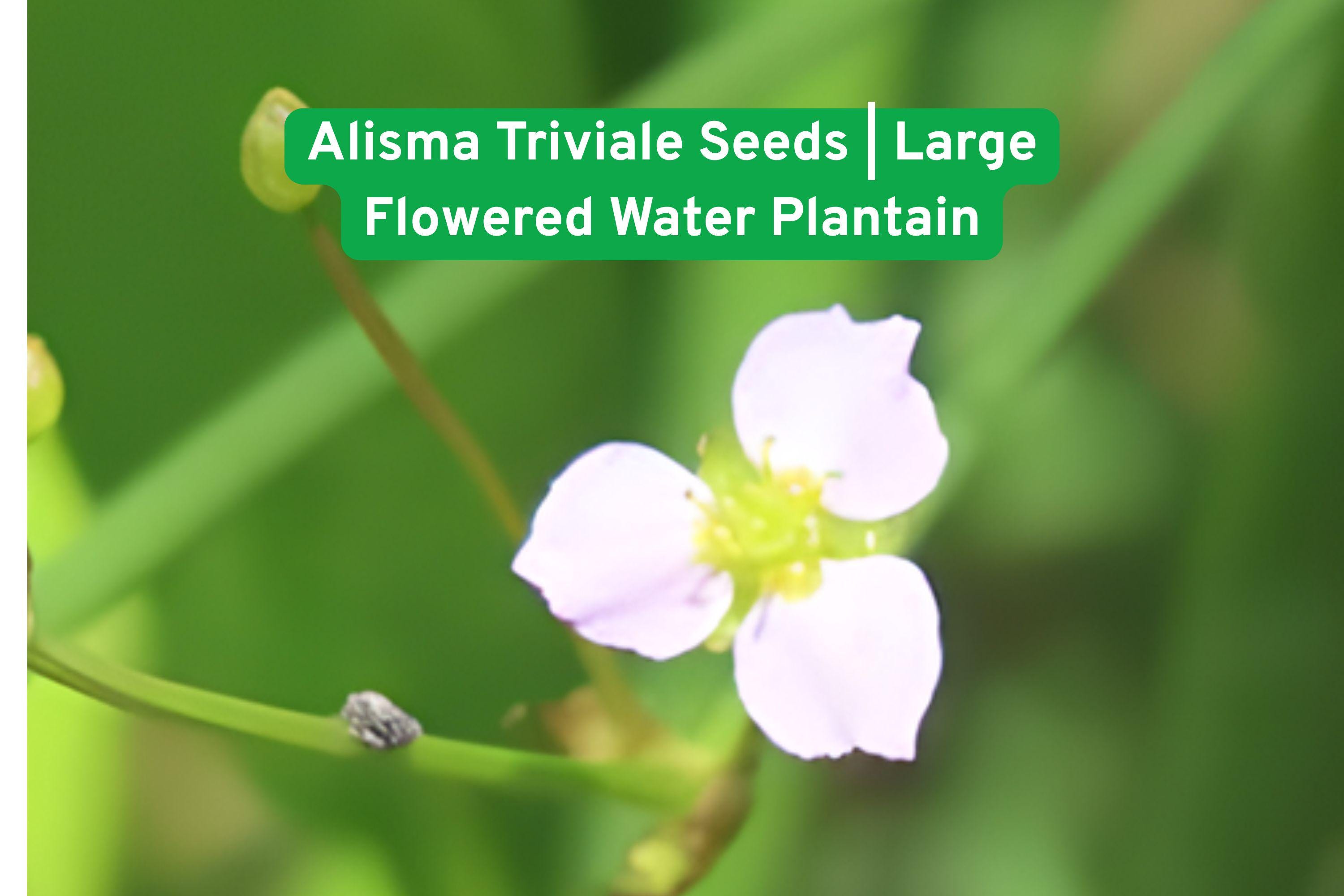 Alisma Triviale Seeds | Native Aquatic Perennial | Large-flowered Water Plantain | Wetland Wildflower Seed