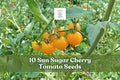 Sun Sugar Cherry Tomato Seeds – 10 Pack, Orange, Sweet, Early-Maturing Solanum lycopersicum, Container & Garden Growing