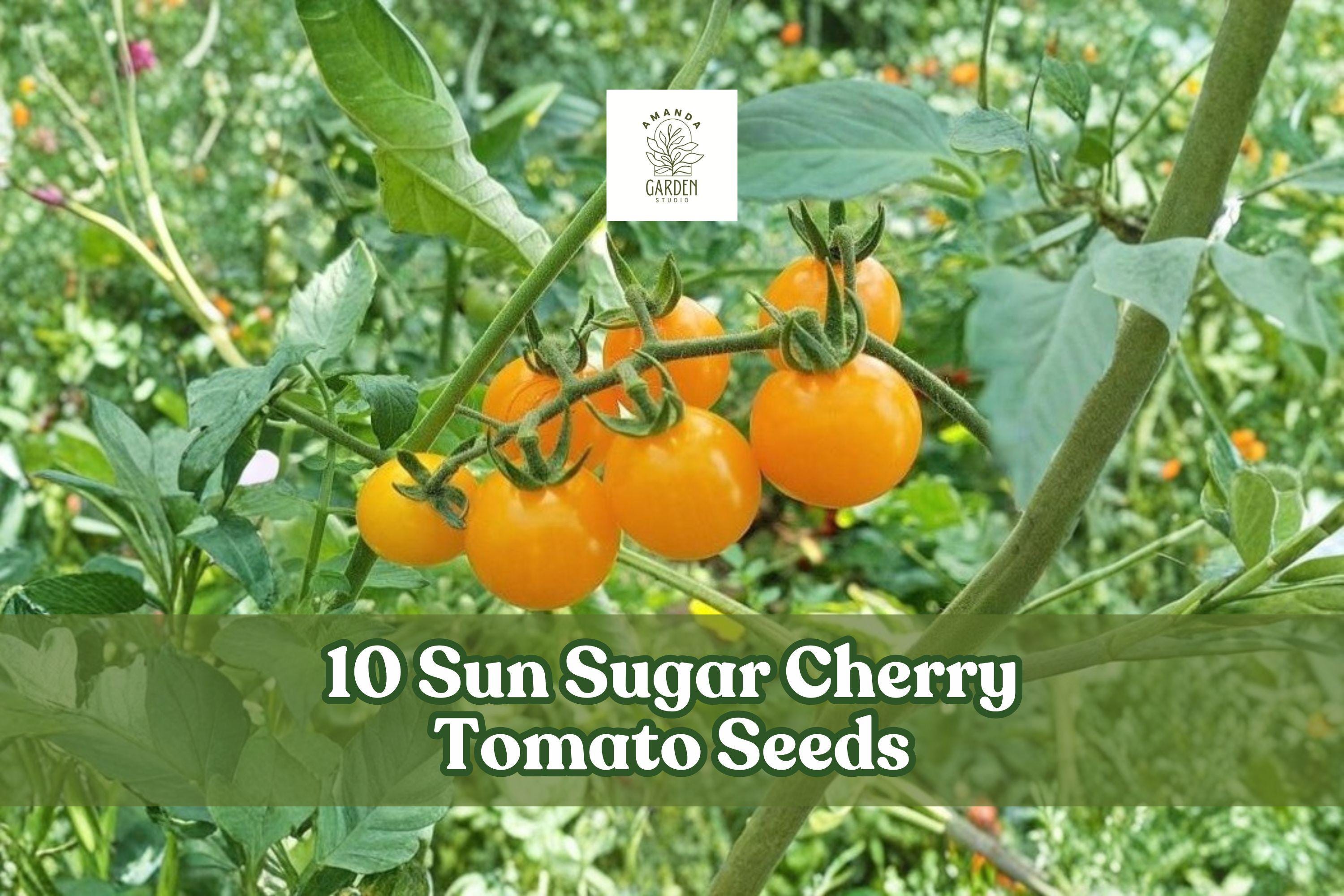 Sun Sugar Cherry Tomato Seeds – 10 Pack, Orange, Sweet, Early-Maturing Solanum lycopersicum, Container & Garden Growing