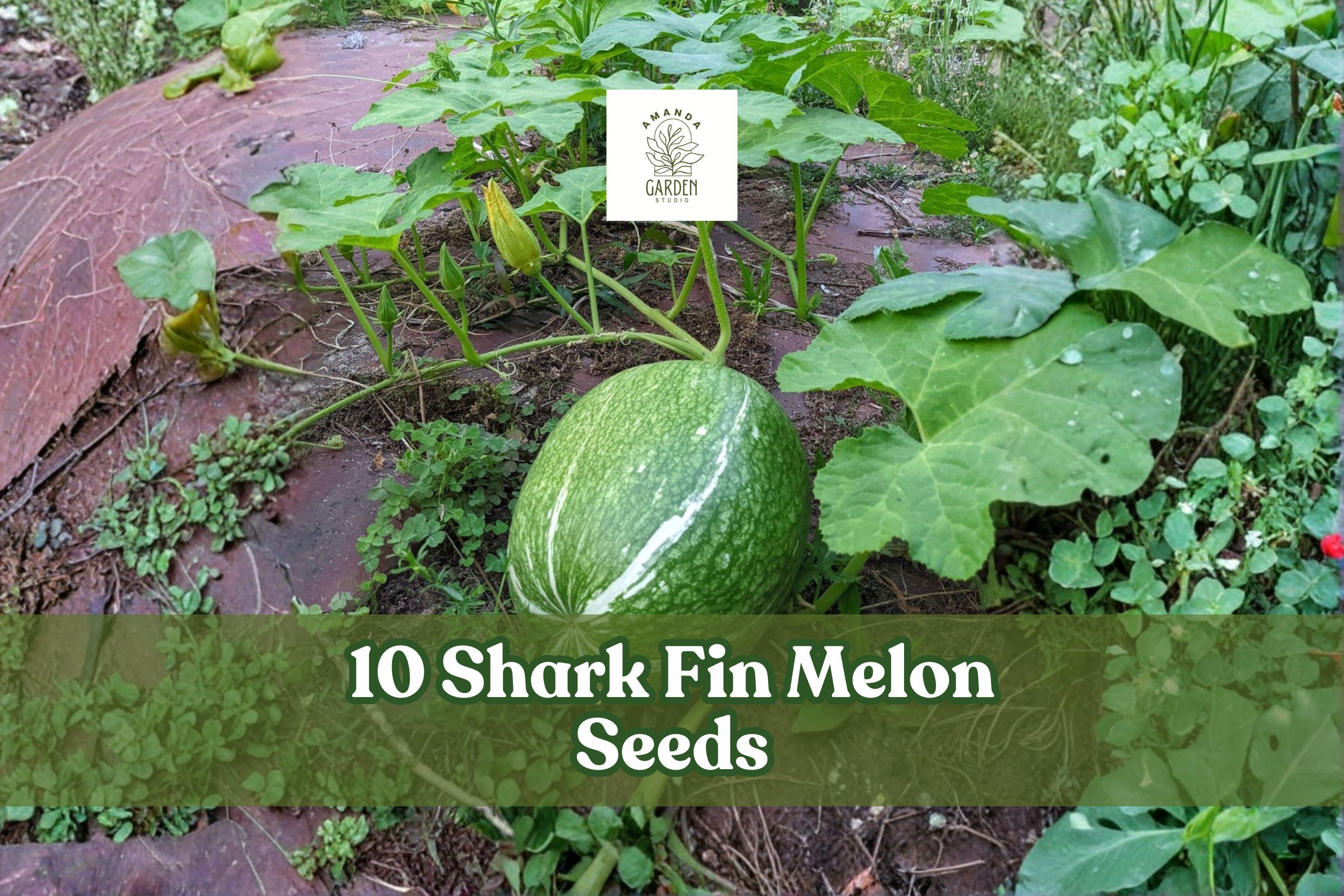 10 Shark Fin Melon Seeds – Heirloom Chilacayote Fig Leaf Gourd, Rare Cucurbita ficifolia Climbing Vine for Garden or Trellis