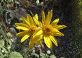 Showy Goldeneye Seeds - Native Drought-Tolerant Wildflower, Bright Yellow Daisy, Pollinator Perennial - Heliomeris multiflora