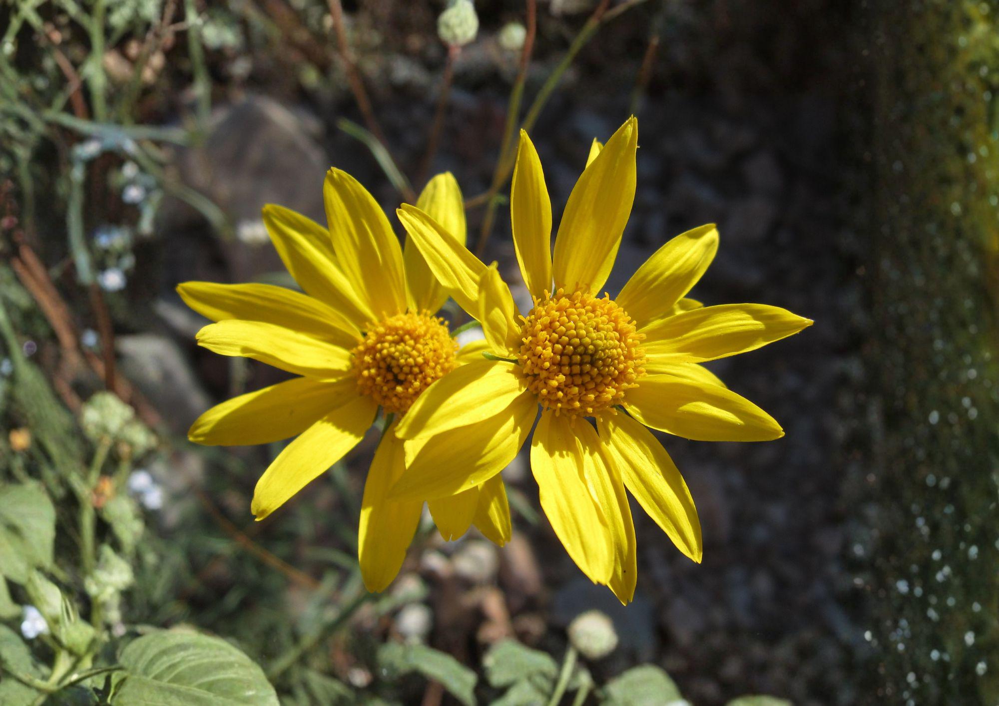 Showy Goldeneye Seeds - Native Drought-Tolerant Wildflower, Bright Yellow Daisy, Pollinator Perennial - Heliomeris multiflora