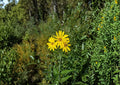 Helianthus nuttallii Marsh Sunflower Seeds – Native Tall Wetland Perennial for Bees, Butterflies, and Wildlife