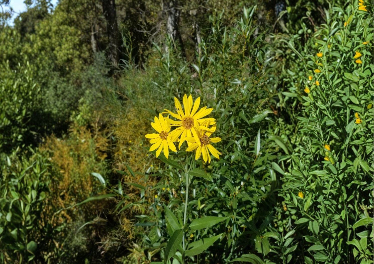 Helianthus nuttallii Marsh Sunflower Seeds – Native Tall Wetland Perennial for Bees, Butterflies, and Wildlife