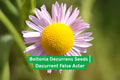 Boltonia decurrens Seeds | Native Wetland Perennial | Decurrent False Aster | Supports Pollinators