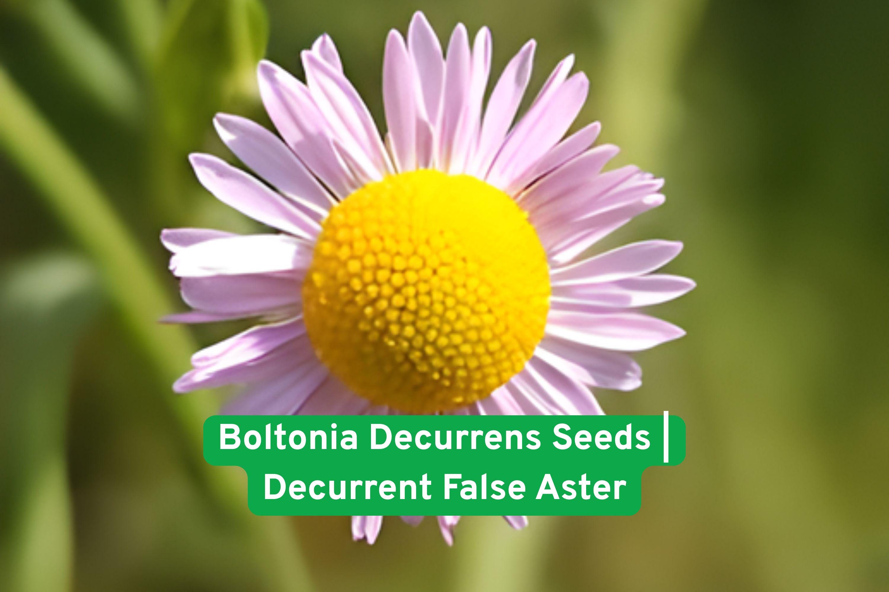 Boltonia decurrens Seeds | Native Wetland Perennial | Decurrent False Aster | Supports Pollinators