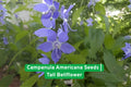 Campanula americana Seeds | Tall Bellflower, Blue/Purple Wildflower, Native Pollinator Plant