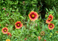Meriwether Blanketflower Seeds - Red & Yellow Gaillardia, Drought Tolerant, Native Prairie Perennial, Gaillardia aristata, 25 Seeds