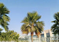 California Fan Palm Seeds – Hardy Desert Landscape Plant, Washingtonia filifera, Mediterranean & Arid Climates, 5 Seeds