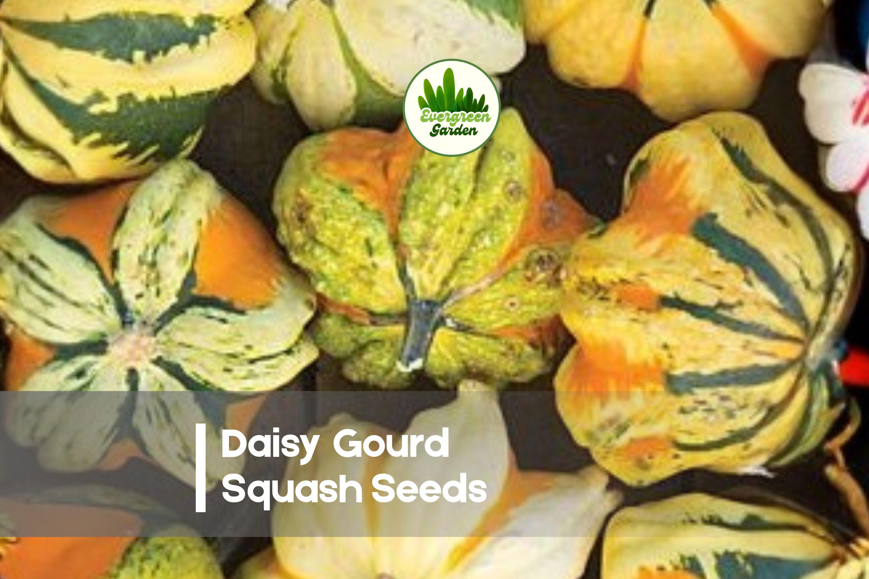 Daisy Gourd Squash Seeds – Ornamental Cucurbita pepo for Fall Decor, Crafting & Garden Vines, 25 Seeds