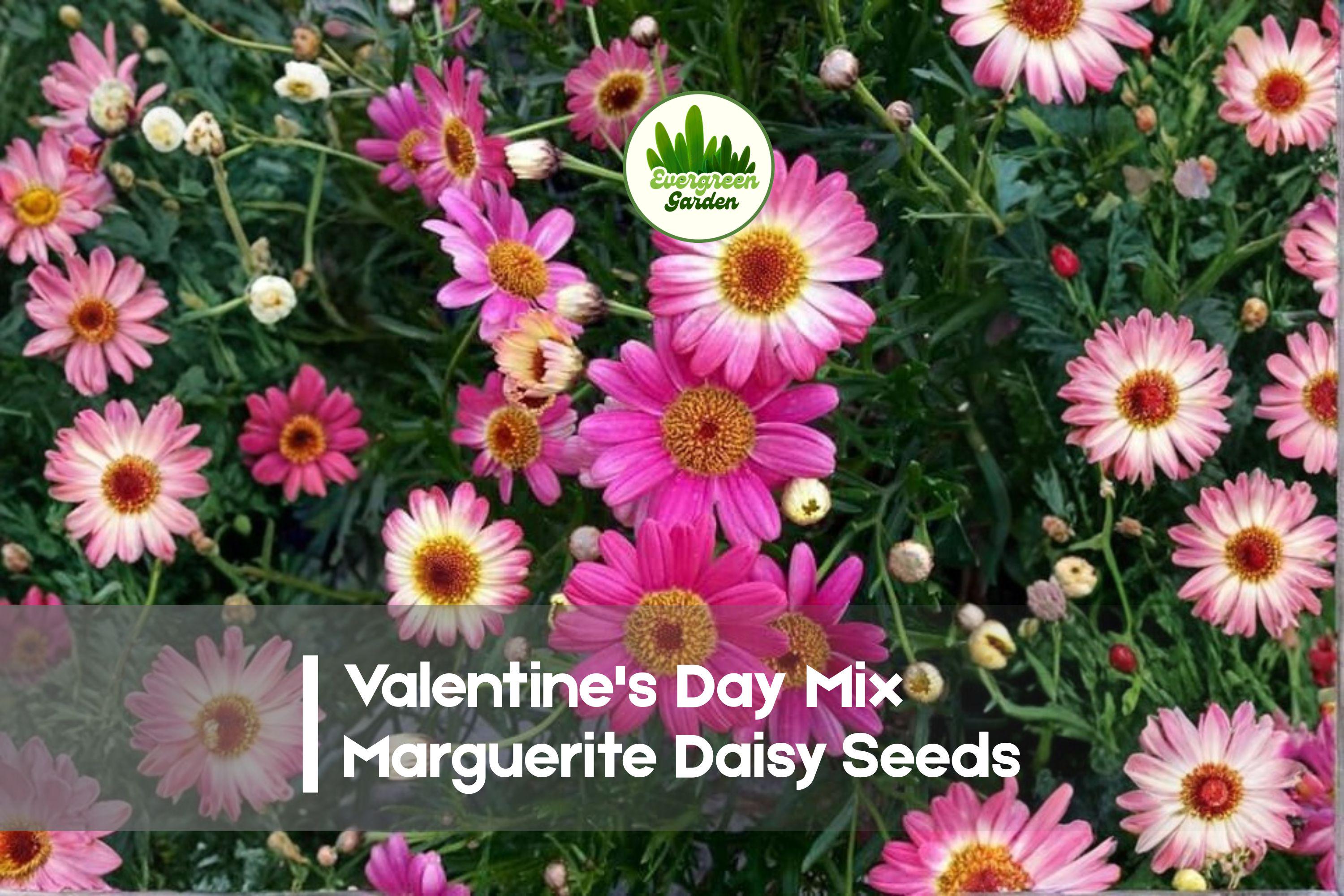200 Valentine’s Day Mix Marguerite Daisy Seeds – Argyranthemum frutescens, Bright Pink, Red & White Blooms, Easy to Grow, Pollinator-Friendly, Garden & Containers