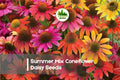200 Summer Mix Coneflower Daisy Seeds | Bright, Heat-Tolerant Rudbeckia/Echinacea for Gardens & Pollinator Attracting