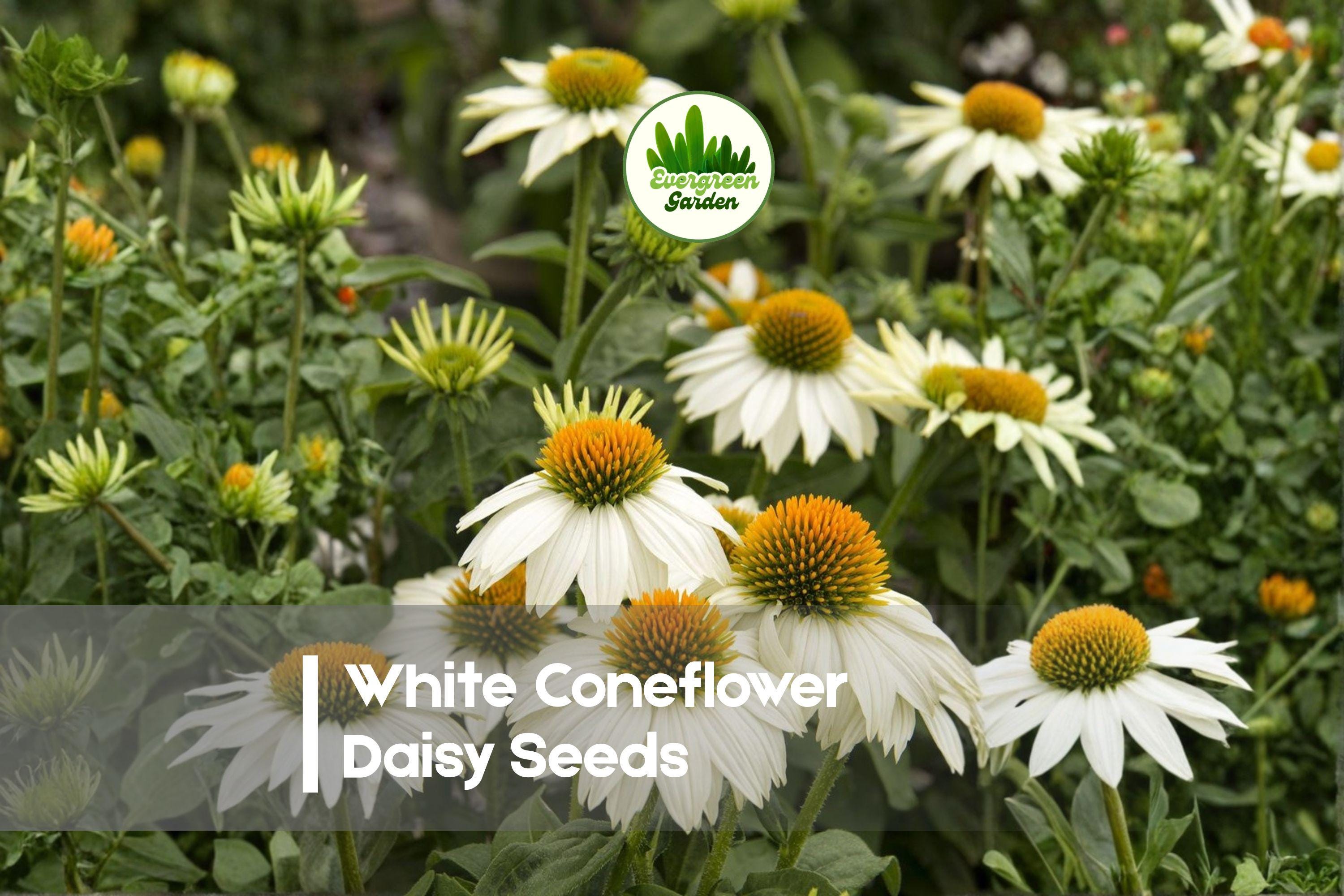 White Coneflower Daisy Seeds – 200 Pure-White Echinacea Rudbeckia Seeds for Gardens, Borders & Pollinator Attracting, Summer Bloom
