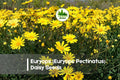 Euryops Daisy Seeds – 200 Bright Yellow Flowers, Bushy, Perennial, Euryops pectinatus for Garden, Borders & Landscaping