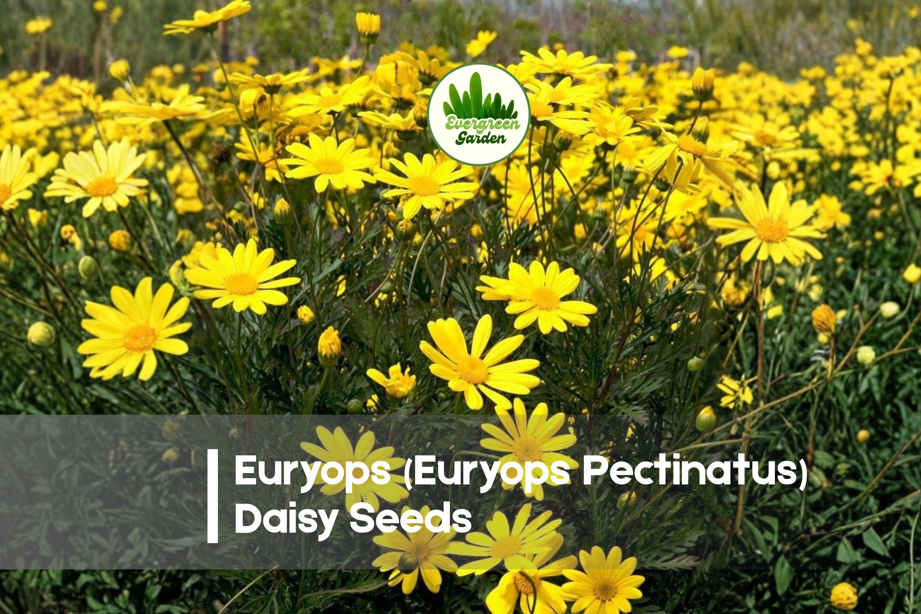 Euryops Daisy Seeds – 200 Bright Yellow Flowers, Bushy, Perennial, Euryops pectinatus for Garden, Borders & Landscaping