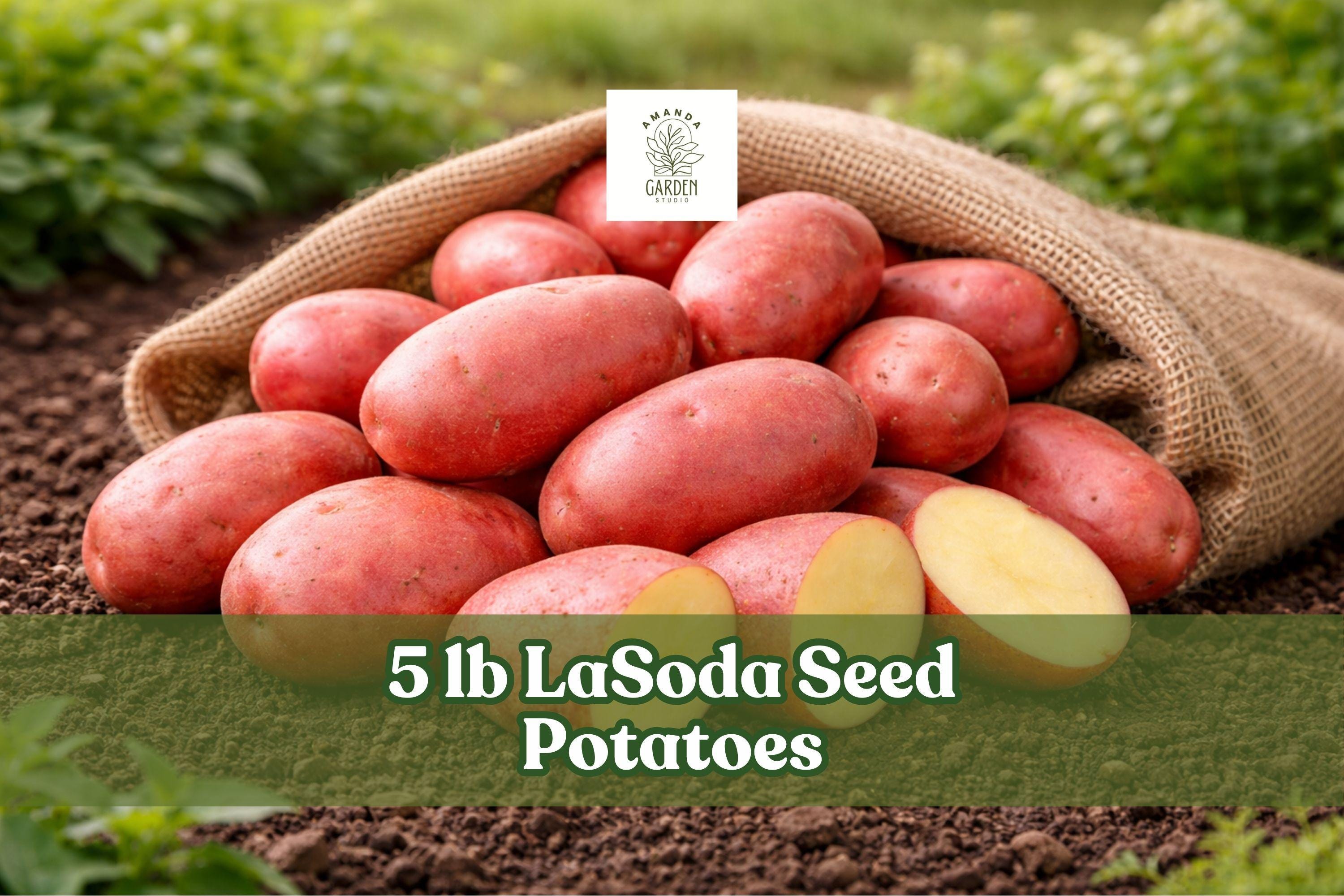 5 lb LaSoda Seed Potatoes – Red Skin Solanum tuberosum for Garden Planting, Outdoor Crop