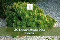 Dwarf Mugo Pine Seeds – Pinus mugo pumilio – Compact Evergreen Conifer for Rock Gardens & Borders