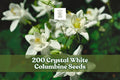 200 Crystal White Columbine Seeds – Perennial Wildflower, White Blooms, Aquilegia, Cottage Garden, Woodland Border, Naturalized Landscape
