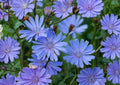 Blue Chicory Seeds – 100 Wildflower Seeds for Meadow Garden, Pollinator-Friendly, Cichorium intybus
