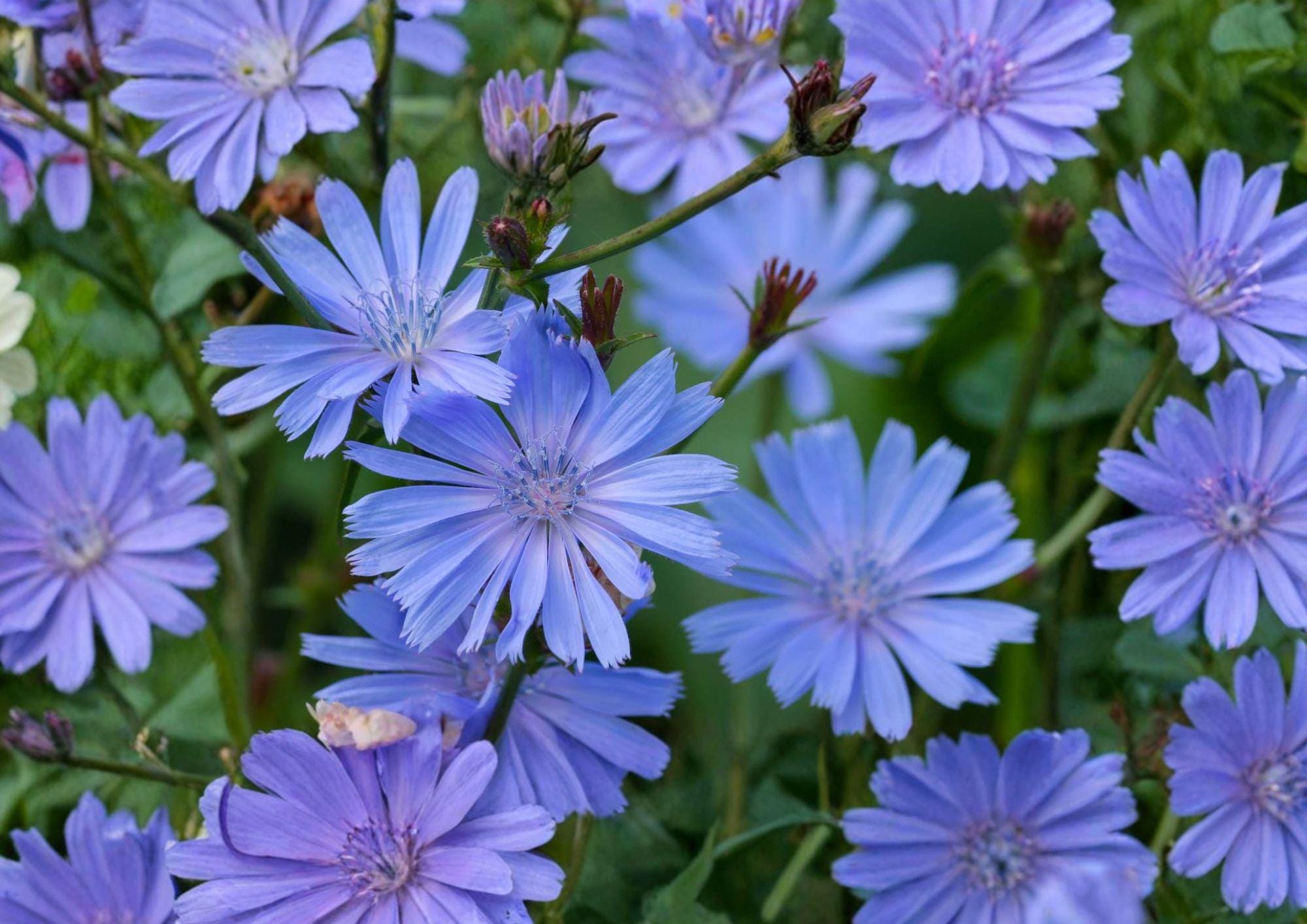 Blue Chicory Seeds – 100 Wildflower Seeds for Meadow Garden, Pollinator-Friendly, Cichorium intybus