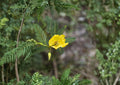 Partridge Pea Seeds – 100 Native Yellow Wildflower for Pollinator Garden – Chamaecrista fasciculata Annual Plant
