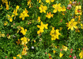 Bird’s Foot Trefoil Seeds – 100 Yellow Wildflower Groundcover Lotus corniculatus for Meadows and Slopes